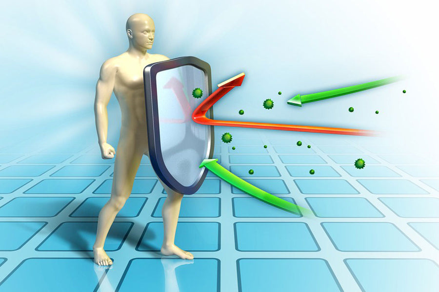Verbessert die Funktion des Immunsystems
